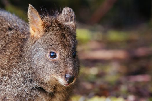 A Pademelon looks for food near Cradle Mountain, Tasmania, Australia