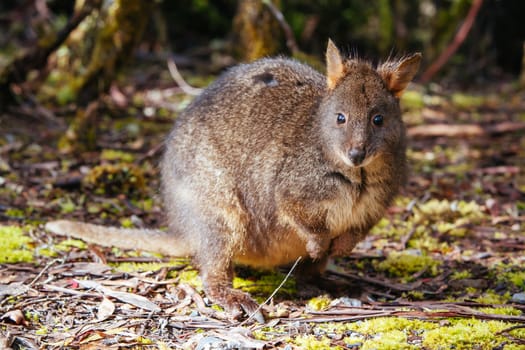 A Pademelon looks for food near Cradle Mountain, Tasmania, Australia