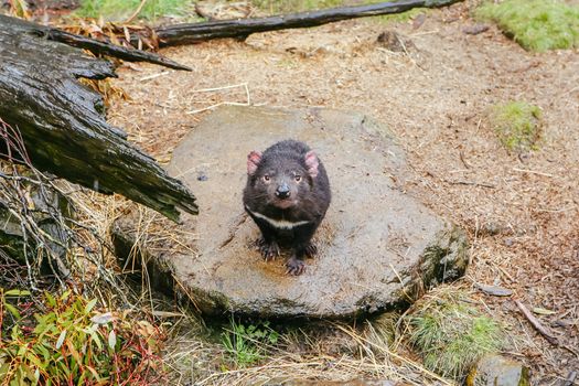 An inquisitive Tasmanian Devil in Cradle Mountain, Tasmania, Australia