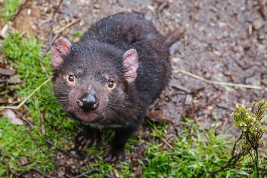 An inquisitive Tasmanian Devil in Cradle Mountain, Tasmania, Australia