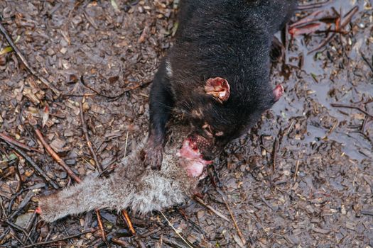 A Tasmanian Devil eats its prey in Cradle Mountain, Tasmania, Australia