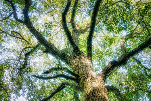 The Trunk of Old Linden Tree. Lower Angle of Linden Tree Foliage in Sunlight.