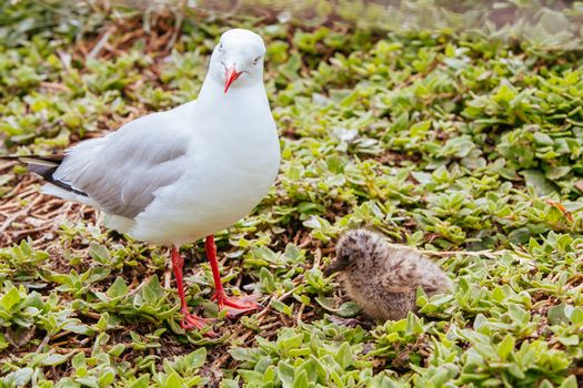 A newborn baby seagull and its mother in the wild at Phillip Island, Victoria, Australia