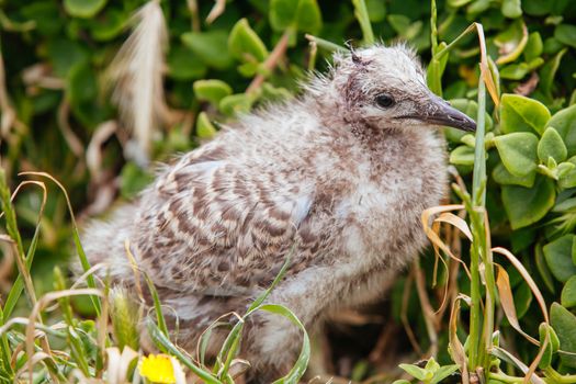 A newborn baby seagull in the wild at Phillip Island, Victoria, Australia