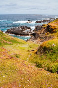 The Nobbies and surrounding landscape during mating season for seagulls on a warm spring day in Philip Island, Victoria, Australia