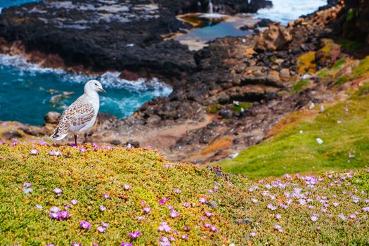 The Nobbies and surrounding landscape during mating season for seagulls on a warm spring day in Philip Island, Victoria, Australia