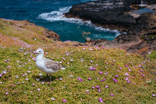 A seagull watches over its nest in Phillip Island, Victoria, Australia
