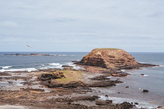The Nobbies and surrounding landscape during mating season for seagulls on a warm spring day in Philip Island, Victoria, Australia
