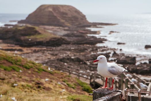 A seagull watches over its nest in Phillip Island, Victoria, Australia