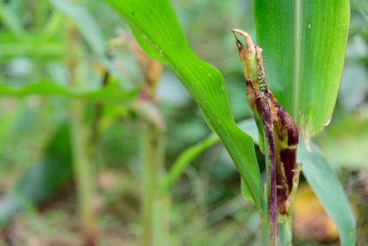 Corn green tree Destroyed by worm