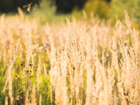 Natural autumn background with dried grass on field. Warm fall season. Sunset light.