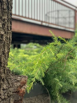 Close up fir-needle tree bark trunk and branches with leafs texture and bridge on the background. Evergreen coniferous trees in the family Pinaceae