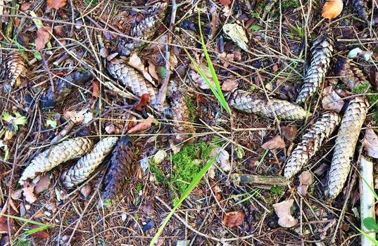 The ground in a forest with pine cones, moss, grass, pine needles, autumn leaves. Forest soil texture background.