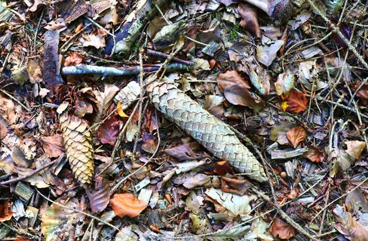 The ground in a forest with pine cones, moss, grass, pine needles, autumn leaves. Forest soil texture background.