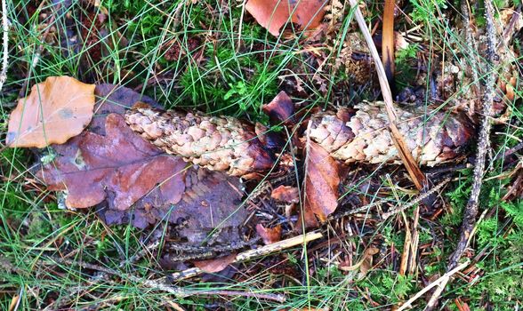 The ground in a forest with pine cones, moss, grass, pine needles, autumn leaves. Forest soil texture background.