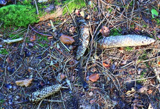 The ground in a forest with pine cones, moss, grass, pine needles, autumn leaves. Forest soil texture background.