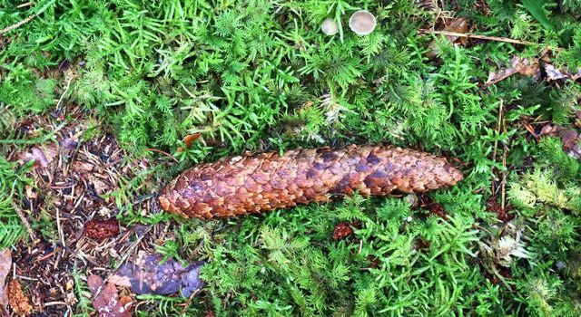 The ground in a forest with pine cones, moss, grass, pine needles, autumn leaves. Forest soil texture background.