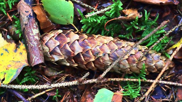 The ground in a forest with pine cones, moss, grass, pine needles, autumn leaves. Forest soil texture background.