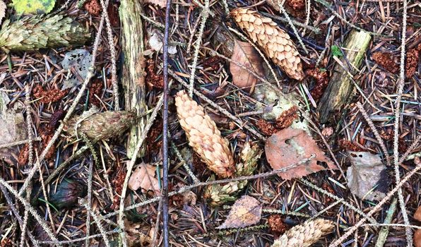 The ground in a forest with pine cones, moss, grass, pine needles, autumn leaves. Forest soil texture background.