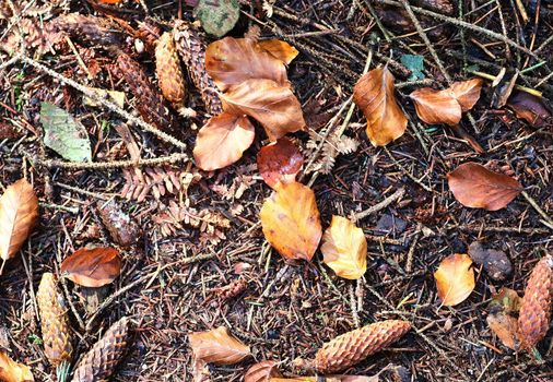 The ground in a forest with pine cones, moss, grass, pine needles, autumn leaves. Forest soil texture background.