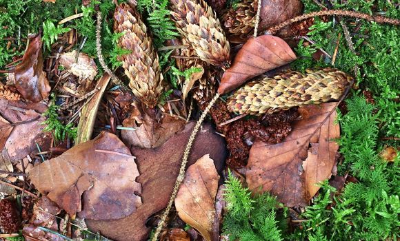 The ground in a forest with pine cones, moss, grass, pine needles, autumn leaves. Forest soil texture background.