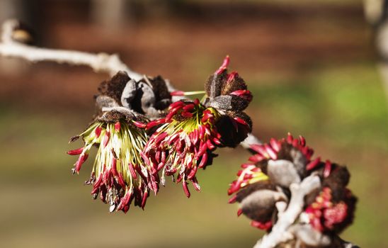 Bright red flowers of Persian ironwood -parrotia persica -in a bright sunny day  ,flowers  bloom during winter or spring time