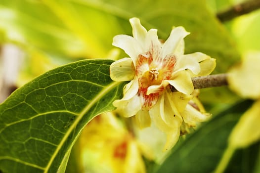 Flower of chimonanthus-wintersweet -, yellow-red petals with yellow tepals  ,genus of flowering plant in the family of Calycanthacea