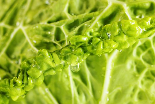 Detail of green savoy cabbage leaves with water drops , beautiful curled edge , abstract effect , macro photography