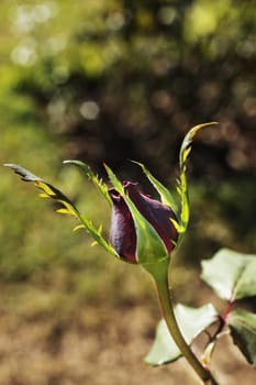 Beautiful red rose bud  in a sunny day ,macro lens