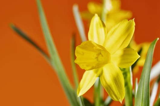 Close up of yellow narcissus - daffodil on orange background ,  beautiful corona with tepals , macrophotography