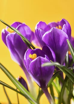 Beautiful purple flowers of crocus  on orange background  , long white stems green leaves purple petals and orange stamen