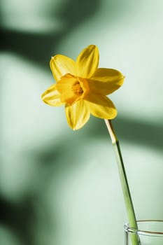 Close up of yellow narcissus - daffodil on glass vase,colored  background with shadows ,  beautiful corona with tepals , macrophotography