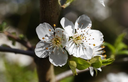 Blossom flowers of cherry tree in springtime ,white petals and yellow stamens 