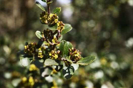 Branch of rhamnus alaternus -Italian buckthorn or Mediterranean buckthorn -with small  yellow flowers