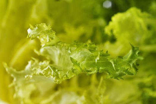 Beautiful green endive leaf detail ,curly endive with curled leaves