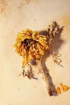 Close up of wilted orange flower of common marigold also called calendula or pot marigold  on old stained paper 