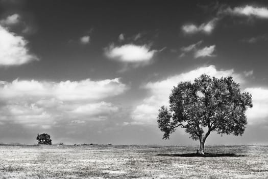 Olive tree on  barren land  ,beautiful   cloudy sky in a bright sunny day ,Italian landscape ,black and white photography