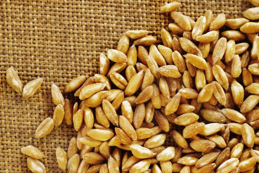 Brown grains of spelt on brown cloth background , spelt also known as dinkel wheat or hulled wheat 