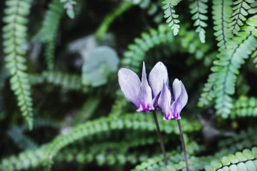 Cyclamen flowers between green fern leaves , wild cyclamen ,macro photography