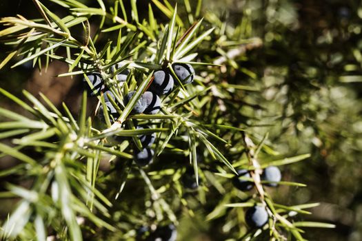 Branch of  juniper tree with green leaves and black cones ina sunnny day , macro lens