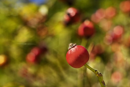 In the foreground red rose hip in focus , in the background several rose hips out of focus , bright sunny day