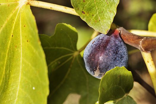 Fig tree with dark fruit  on branch in a sunny day