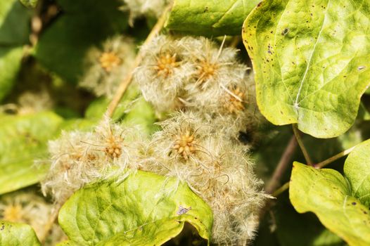 Beautiful dry seed clusters of clematis vitalba - traveller ’s joy or old man ’s beard - ,climbing shrub of invasive plant , bright seed heads against green leaves 