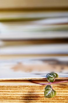 Fresh  leaves of ceropegia plant between old book pages , the green and purple leaves are shaped like hearts , in the background books out of focus