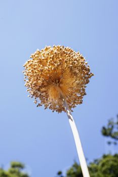 Beautiful dry garlic flower against blue sky