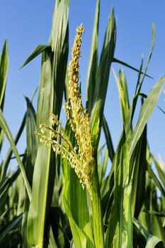 Field of maize in a  sunny  day against blue sky  ,green leaves with yellow  male flower close up 