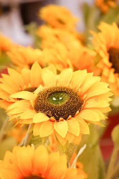 Close-up of beautiful sunflower in the field, natural background