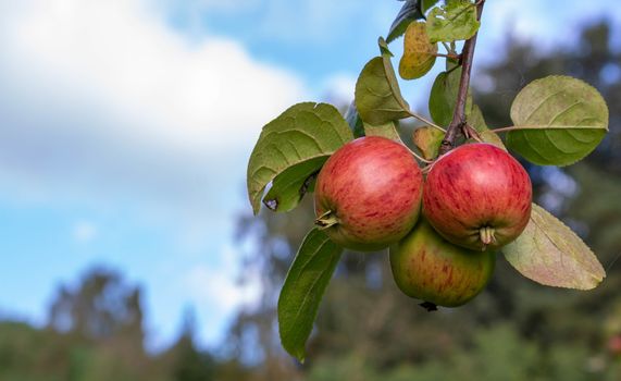 Three shiny delicious apples hanging from a tree branch in an Apple orchard against the sky on a Sunny autumn day