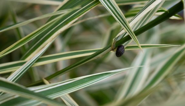 Small round snail on the leaves of Phalaris arundinacea, also known as reed Canary grass