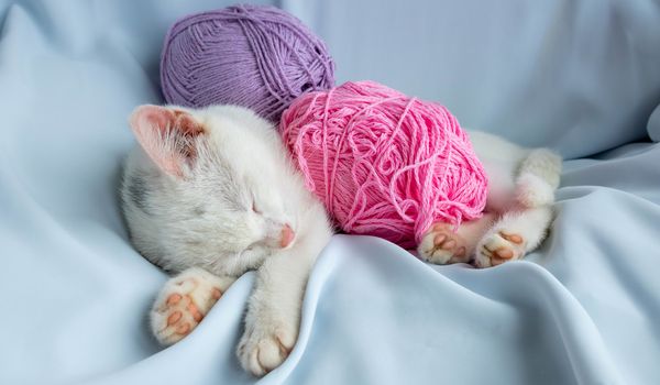 A small white kitten sleeps with a ball of lilac thread. The kitten played and fell asleep.